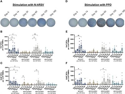 Characterization of the humoral and cellular immunity induced by a recombinant BCG vaccine for the respiratory syncytial virus in healthy adults